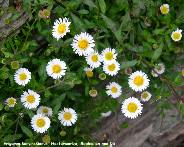 Erigeron karvinskianus