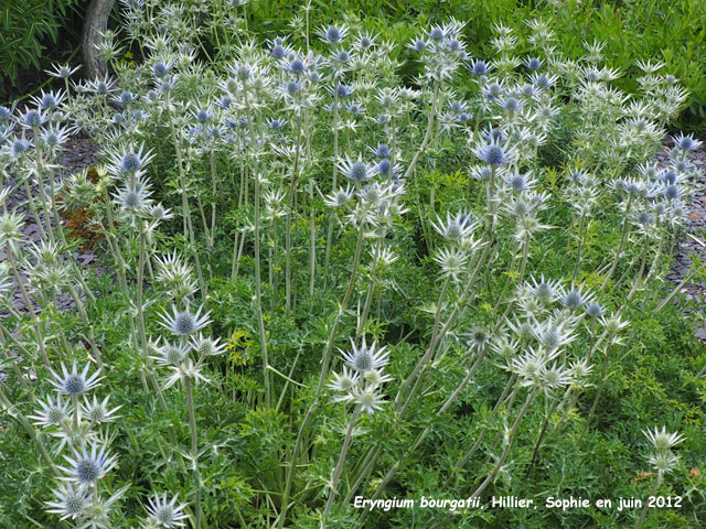 Eryngium bourgatii