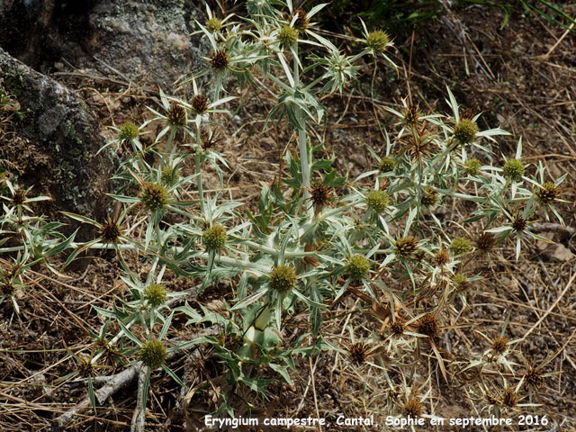 Eryngium campestre