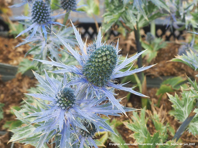 Eryngium x olivierianum 'Meyersblue'