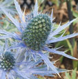 Eryngum 'Meyersblue'