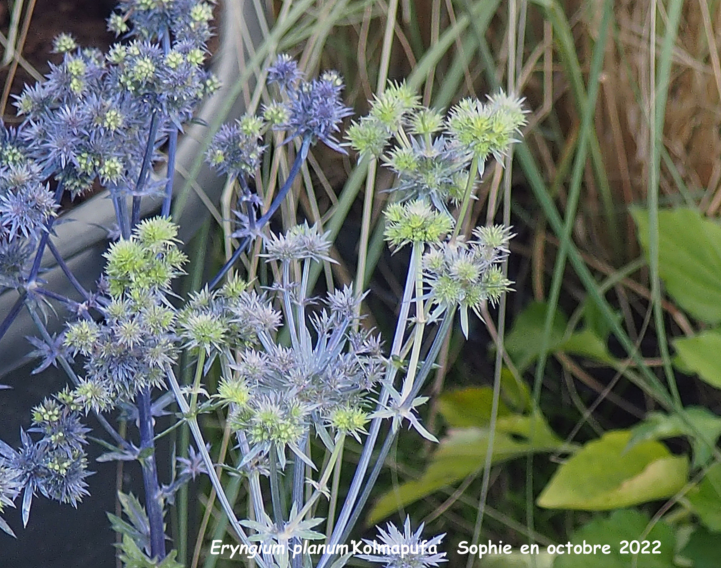 Eryngium planum 'Kolmapufa'