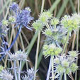 Eryngium planum 'Kolmapufa'