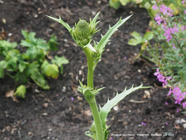 Eryngium yuccifolium