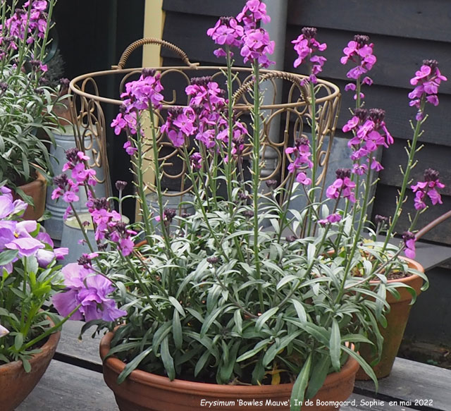 Erysimum 'Bowles Mauve