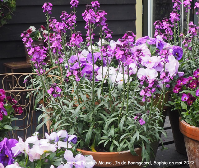 Erysimum 'Bowles Mauve'
