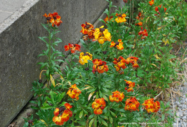 Erysimum cheiri