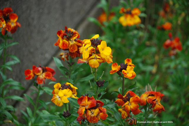 Erysimum cheiri