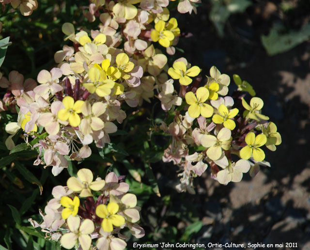 Erysimum 'Bowles Mauve
