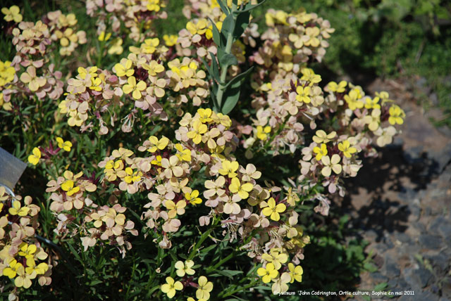 Erysimum 'John Codrington'