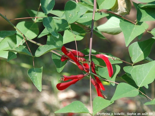 Erythrina x bidwellii