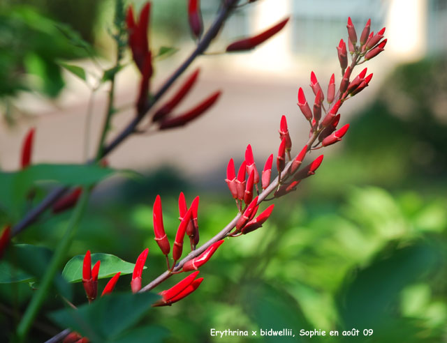 Erythrina x bidwellii