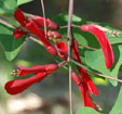 Erythrina bidwellii