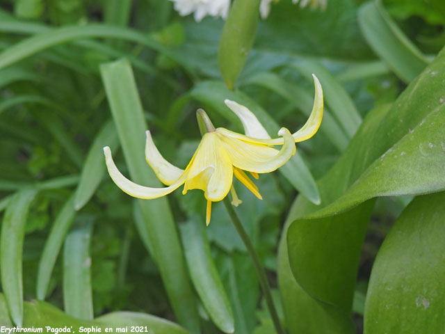 Erythronium 'Pagoda'