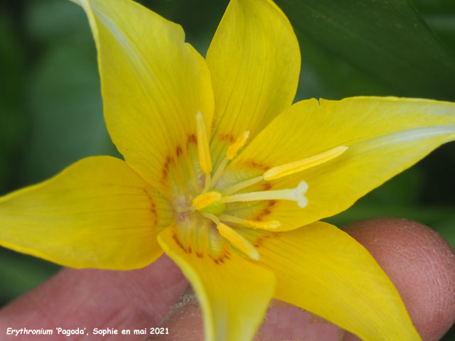 Erythronium 'Pagoda'