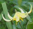 Erythronium 'Pagoda'