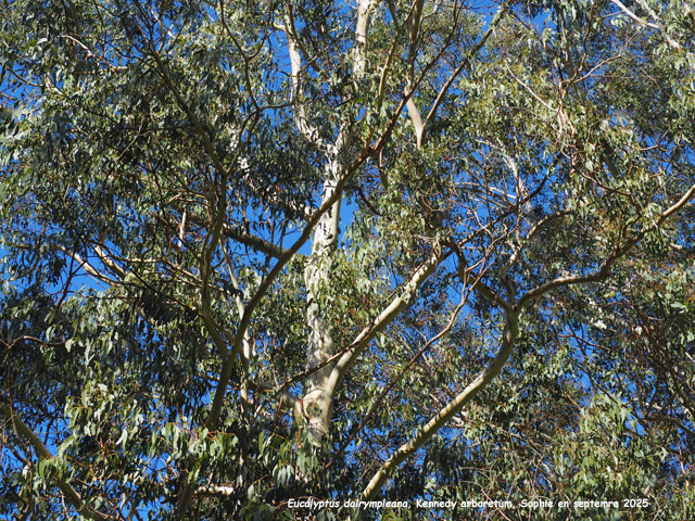 Eucalyptus dalrympleana