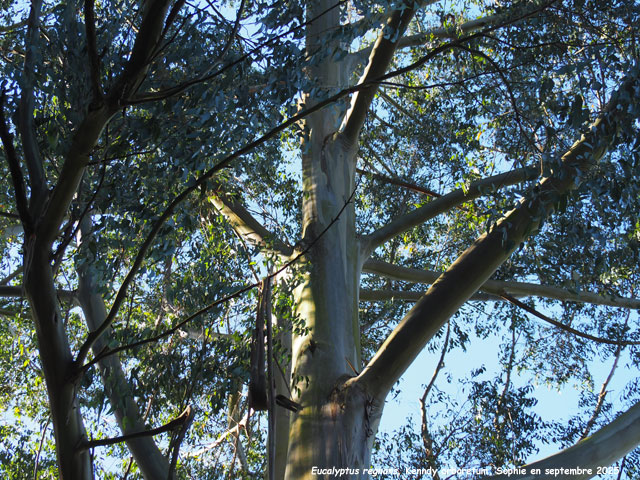 Eucalyptus regnans