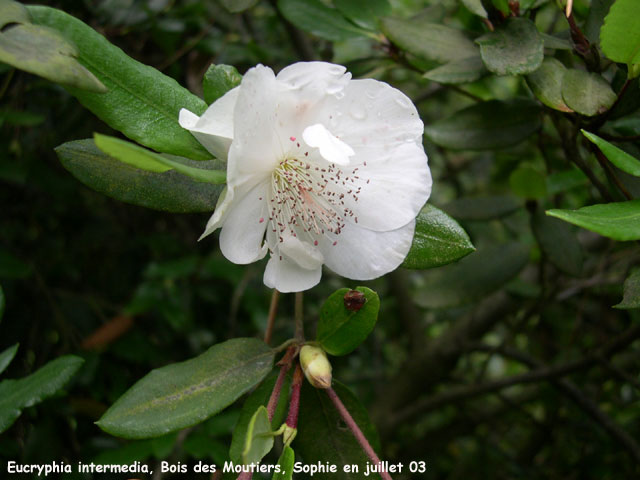 Eucryphia intermedia