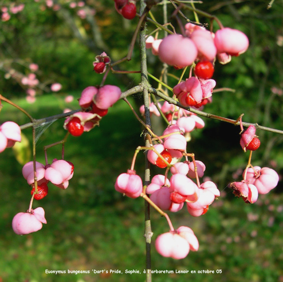 Euonymus bungeanus 'Dart's Pride'