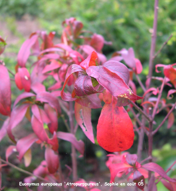 Eunymus europaeus 'Atropurpureus'