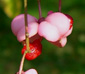 Euonymus bungeanus 'Dart's pride'