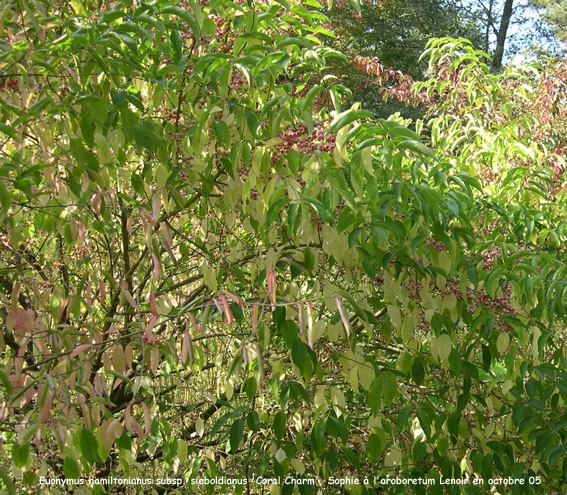 Euonymus hamiltonianus subsp. sieboldianus 'Coral Charm'