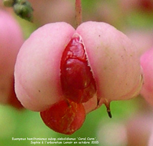 Euonymus hamiltonianus subsp. sieboldianus 'Coral Charm'