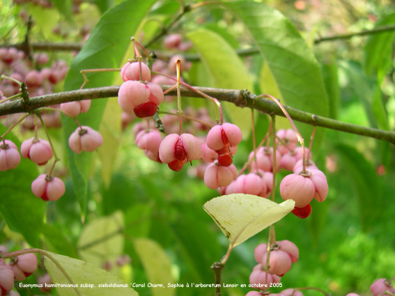 Euonymus hamiltonianus subsp. sieboldianus 'Coral Charm'