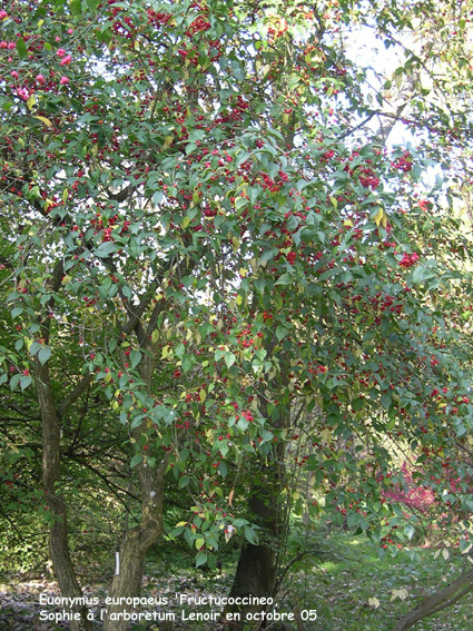 Euonymus europaeus 'Fructucoccineo'