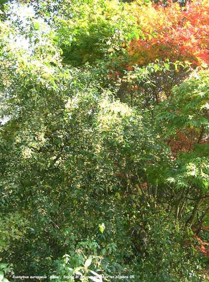 Euonymus europaeus 'Albus'