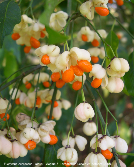 Euonymus europaeus 'Albus'