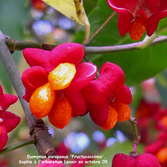 Euonymus europaeus 'Fructucoccineo'