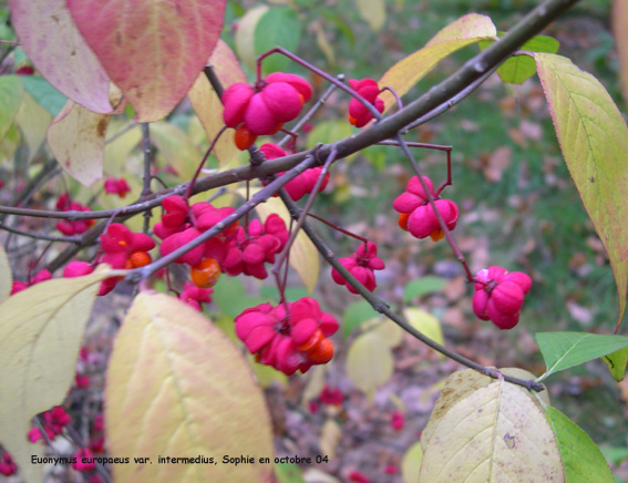 Euonymus europaeus var. intermedius