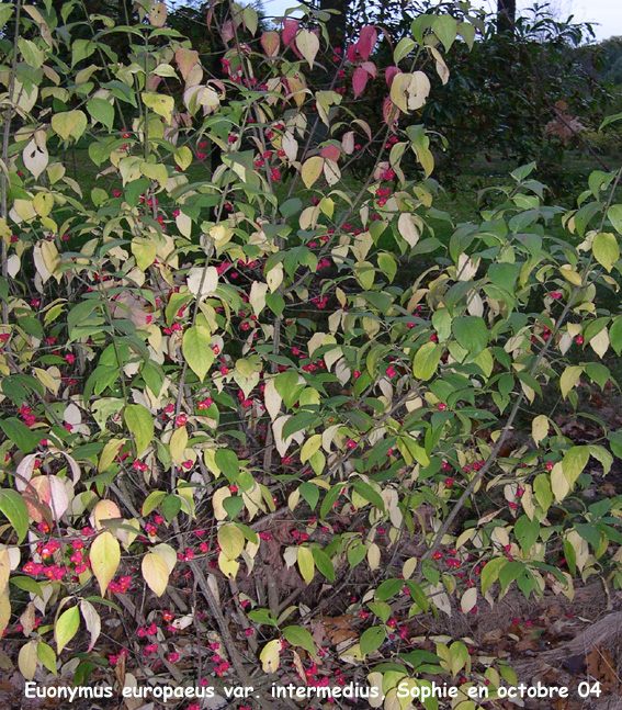 Euonymus europaeus var. intermedius