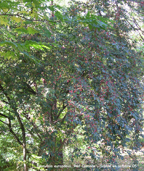 Euonymus europaeus 'Red Cascade'