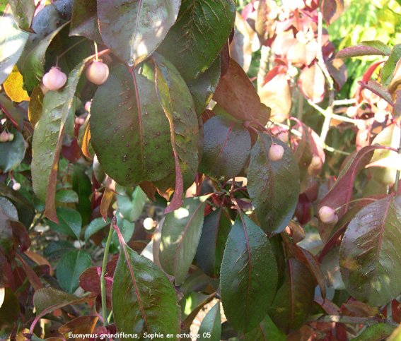 Euonymus grandiflorus