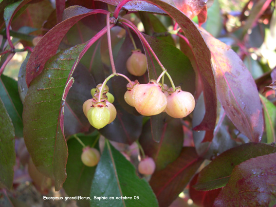 Euonymus grandiflorus