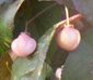 Euonymus grandiflorus