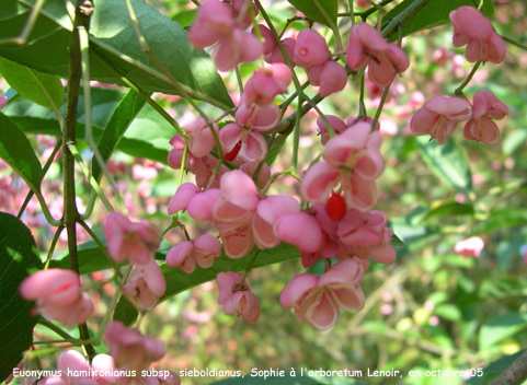 Euonymus hamiltonianus subsp. sieboldianus