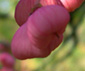 Euonymus hamiltonianus 'Idian Summer'