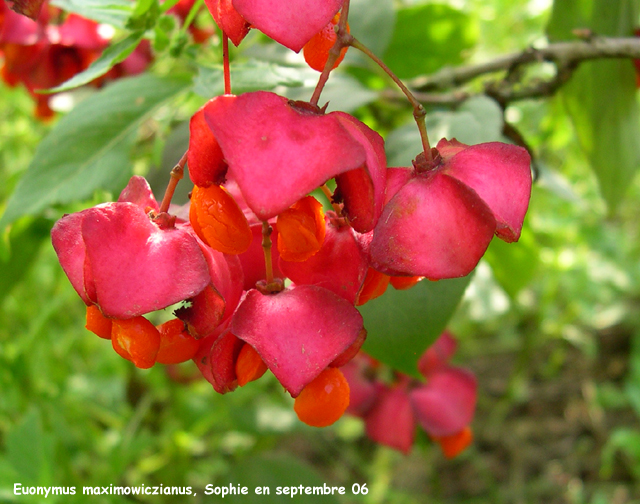 Euonymus maximowiczianus