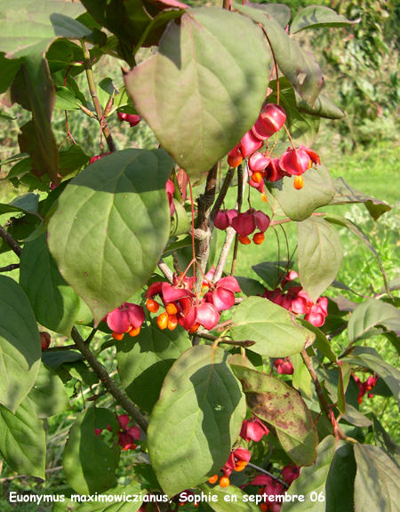 Euonymus maximowiczianus