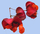 Euonymus maximowoczianus