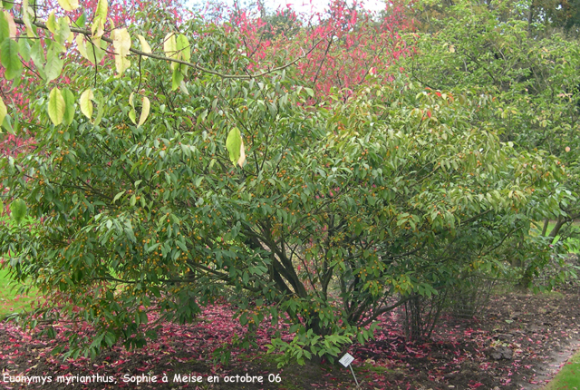 Euonymus myrianthus