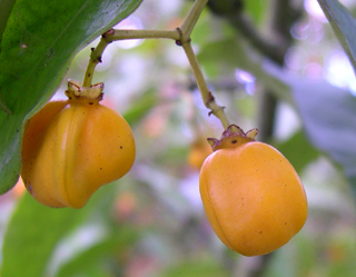 Euonymus myrianthus