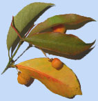 Euonymus wilsonii