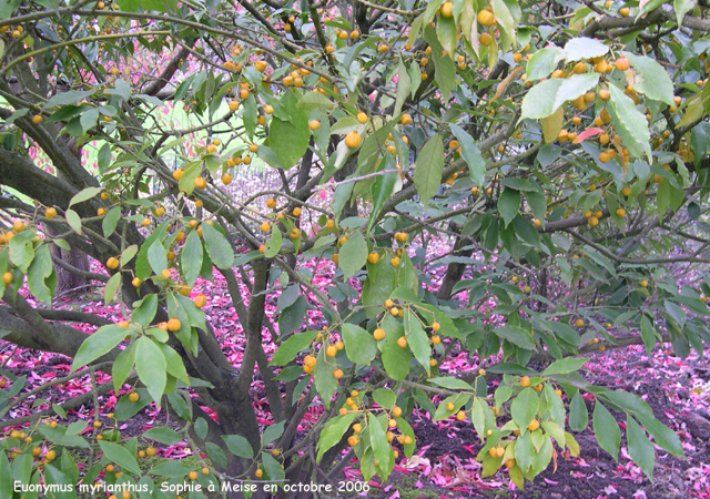 Euonymus myrianthus