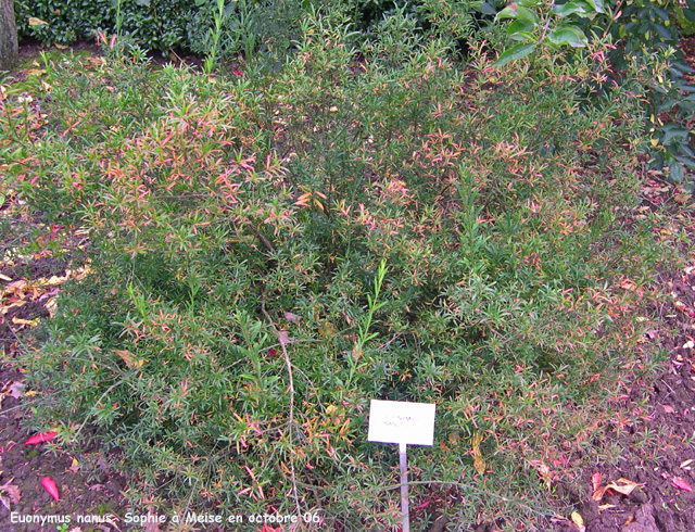 Euonymus nanus