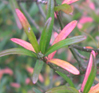 Euonymus nanus